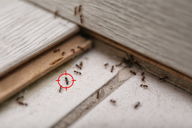 Best Bed Bug Extermination  in Pine Air, FL