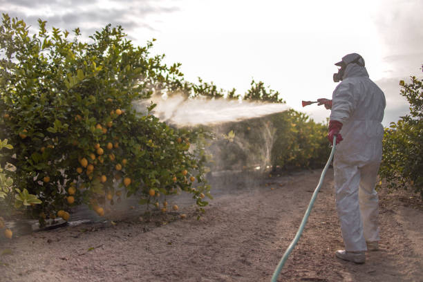 Best Best Pest Control Companies  in Pine Air, FL