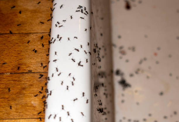 Best Pest Control Near Me in Pine Air, FL