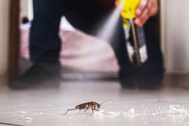 Spider Control Near Me in Pine Air, FL